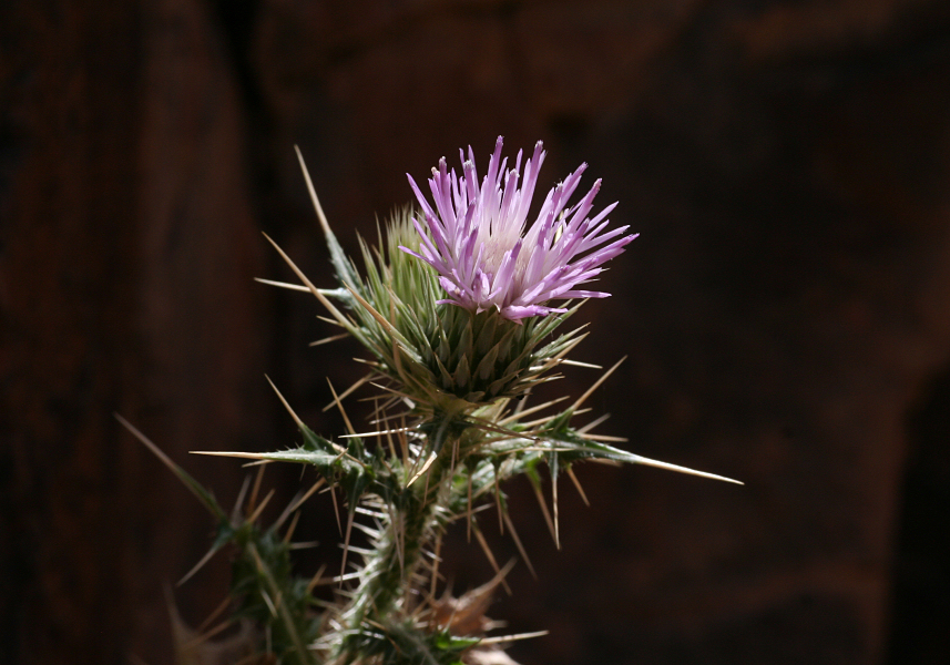 5497_Saghro - Distel.jpg